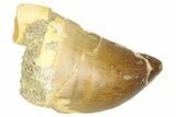 Fossil Mosasaur (Thalassotitan) Tooth - Morocco #374472-1